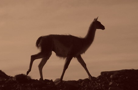 Guanaco (lama guanicoe)